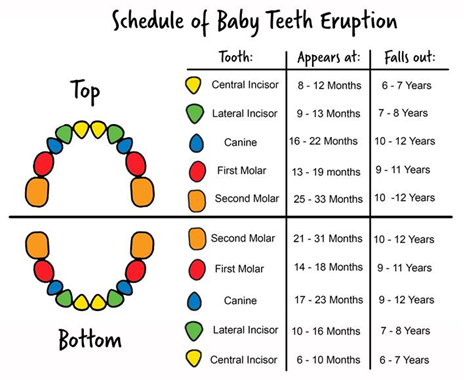 Schedule of Baby Teeth Eruption Chart - Explains visually which Teeth Arrive first and which fall out first along the top and bottom jaw.